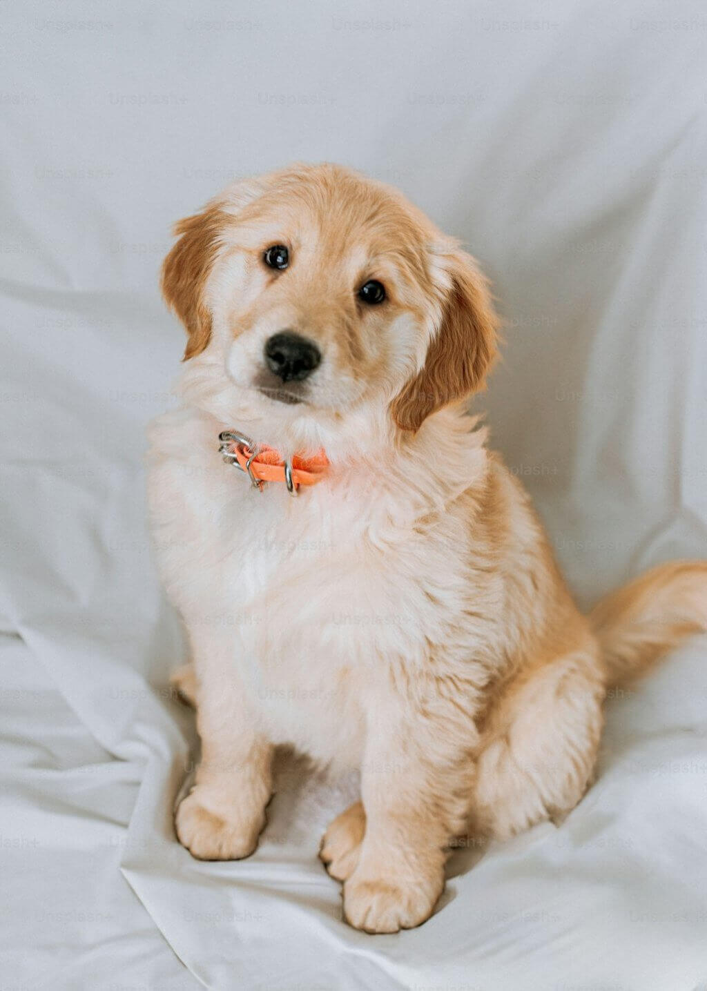 puppy at park ellison pet-friendly dc apartments
